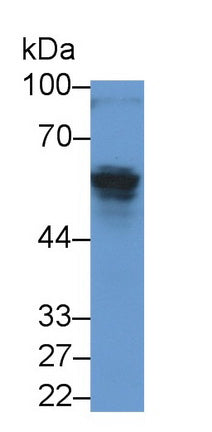Anti-Mullerian Hormone (AMH) Monoclonal Antibody - image 2