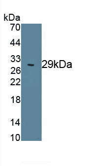 Octamer Binding Transcription Factor 4 (OCT4) Polyclonal Antibody - image 2