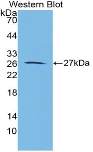 Aggrecan (AGC) Polyclonal Antibody - image 2