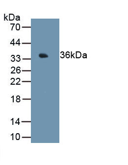 Metallothionein 1E (MT1E) Monoclonal Antibody - image 2