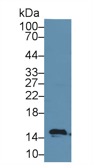 Fatty Acid Binding Protein 2, Intestinal (FABP2) Polyclonal Antibody - image 2
