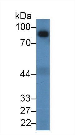Angiostatin (ANG) Polyclonal Antibody - image 2