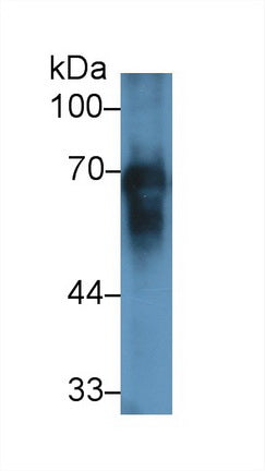 Albumin (ALB) Polyclonal Antibody - image 2
