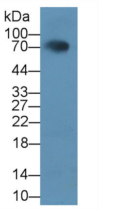 Homing Associated Cell Adhesion Molecule (HCAM) Polyclonal Antibody - image 2