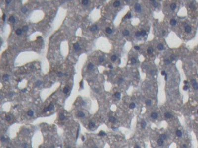 Alpha-1-Acid Glycoprotein (a1AGP) Polyclonal Antibody - image 4