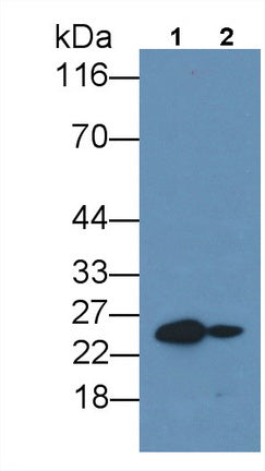 Interleukin 6 (IL6) Monoclonal Antibody - image 2