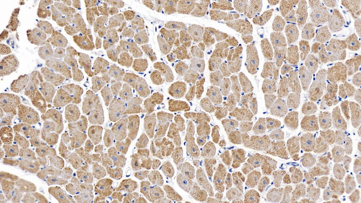 Interleukin 6 (IL6) Monoclonal Antibody - image 4
