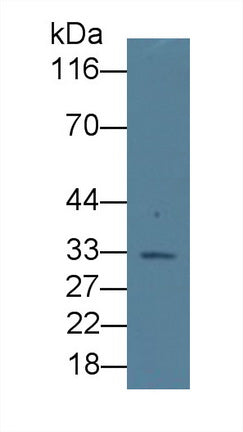 Erythropoietin (EPO) Monoclonal Antibody - image 2