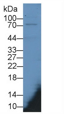 Myxovirus Resistance 1 (MX1) Monoclonal Antibody - image 2
