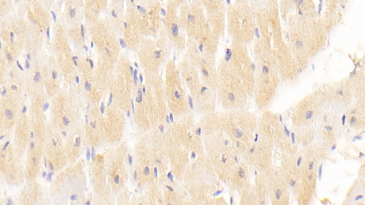 Myxovirus Resistance 1 (MX1) Monoclonal Antibody - image 3