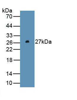 Ferritin, Heavy Polypeptide (FTH) Monoclonal Antibody - image 2