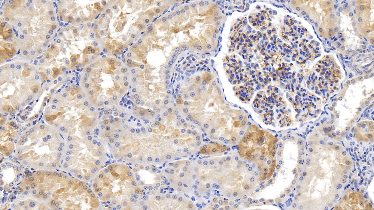 DAB staining on IHC-P; Samples: Human Spleen Tissue; Primary Ab: 10µg/ml Mouse Anti-Human FTH Antibody Second Ab: 2µg/mL HRP-Linked Caprine Anti-Mouse IgG Polyclonal Antibody