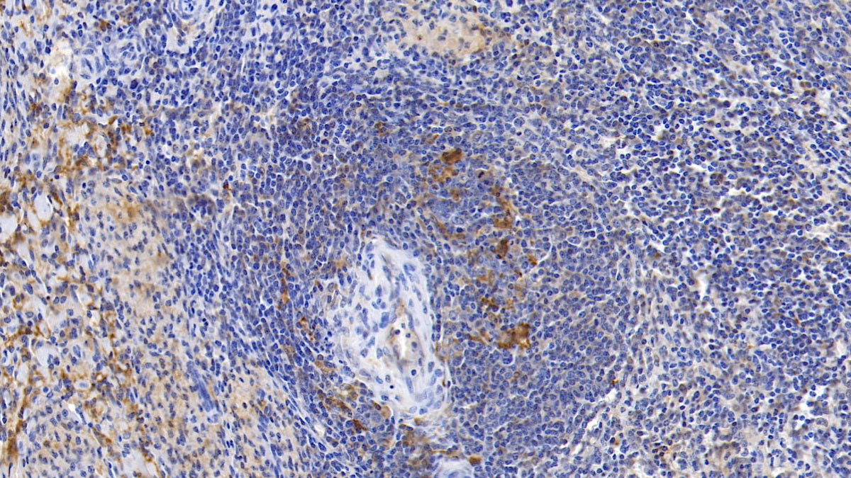 Ferritin, Heavy Polypeptide (FTH) Monoclonal Antibody - image 4