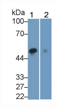 GATA Binding Protein 3 (GATA3) Monoclonal Antibody - image 2