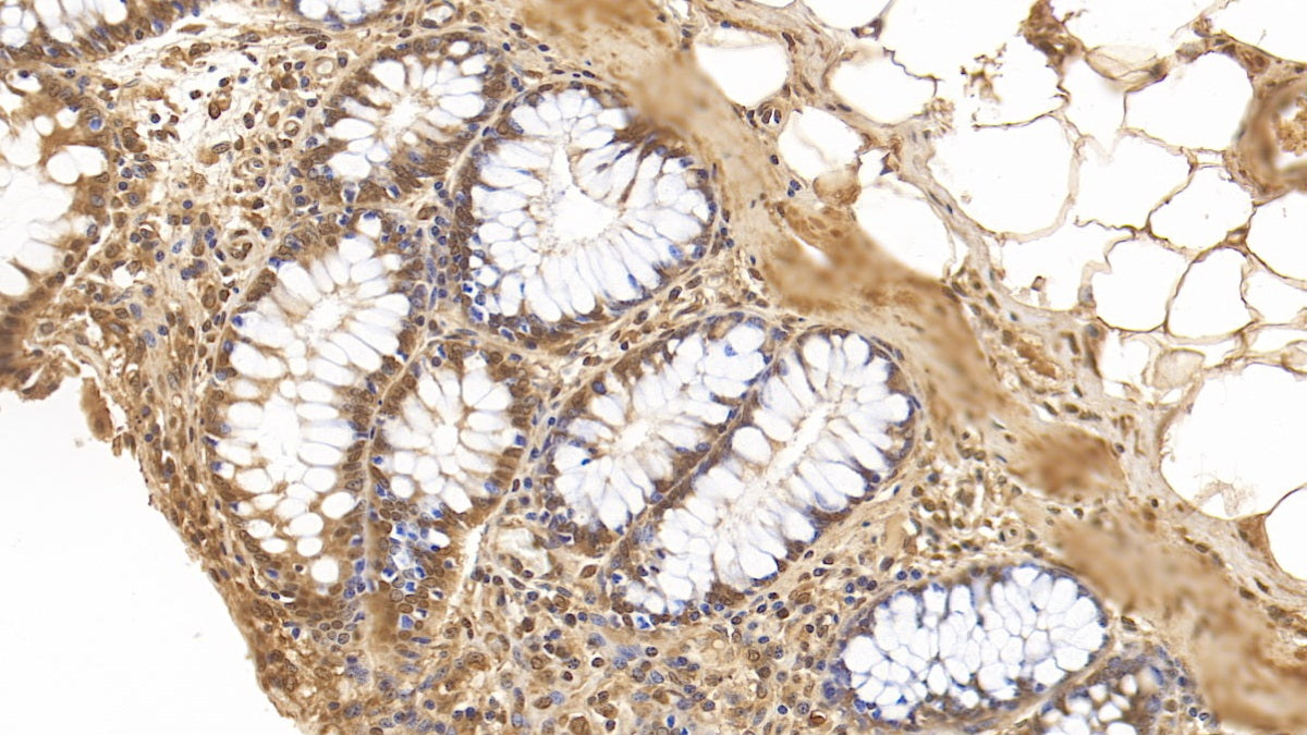 GATA Binding Protein 3 (GATA3) Monoclonal Antibody - image 4