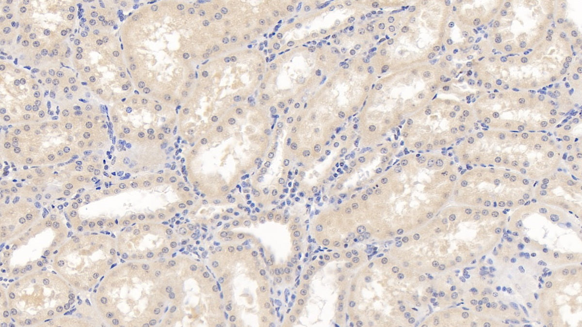 Interleukin 10 (IL10) Monoclonal Antibody - image 3