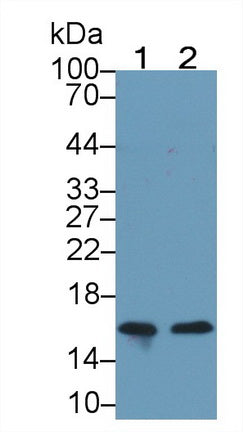 Neurogranin (NRGN) Monoclonal Antibody - image 2