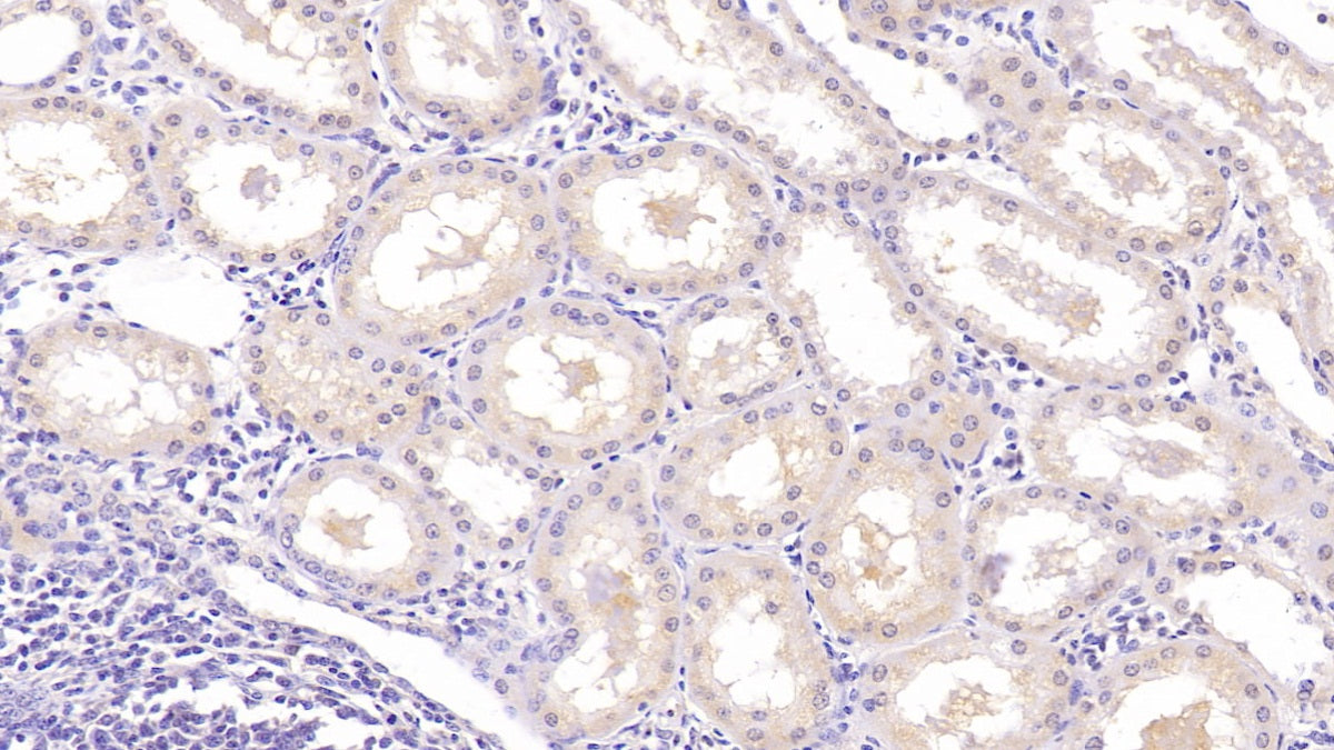 DAB staining on IHC-P; Samples: Human Cerebrum Tissue; Primary Ab: 40µg/ml Mouse Anti-Human NRGN Antibody Second Ab: 2µg/mL HRP-Linked Caprine Anti-Mouse IgG Polyclonal Antibody