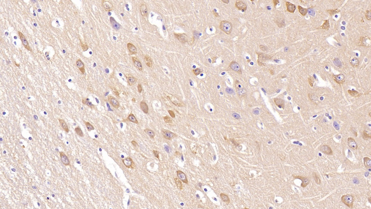 Neurogranin (NRGN) Monoclonal Antibody - image 4