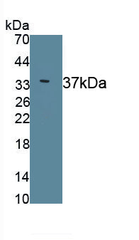 Endoplasmic Reticulum Lipid Raft Associated Protein 2 (ERLIN2) Monoclonal Antibody - image 2