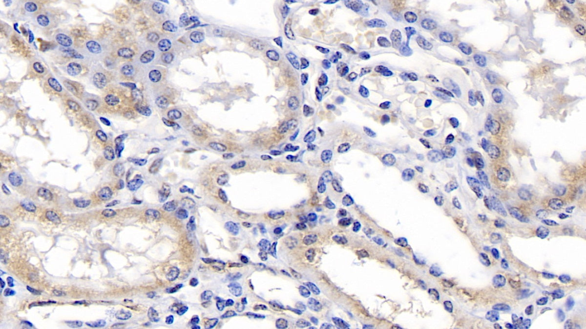 DAB staining on IHC-P; Samples: Human Small intestine Tissue;  Primary Ab: 40µg/ml Mouse Anti-Human ERLIN2 Antibody Second Ab: 2µg/mL HRP-Linked Caprine Anti-Mouse IgG Polyclonal Antibody