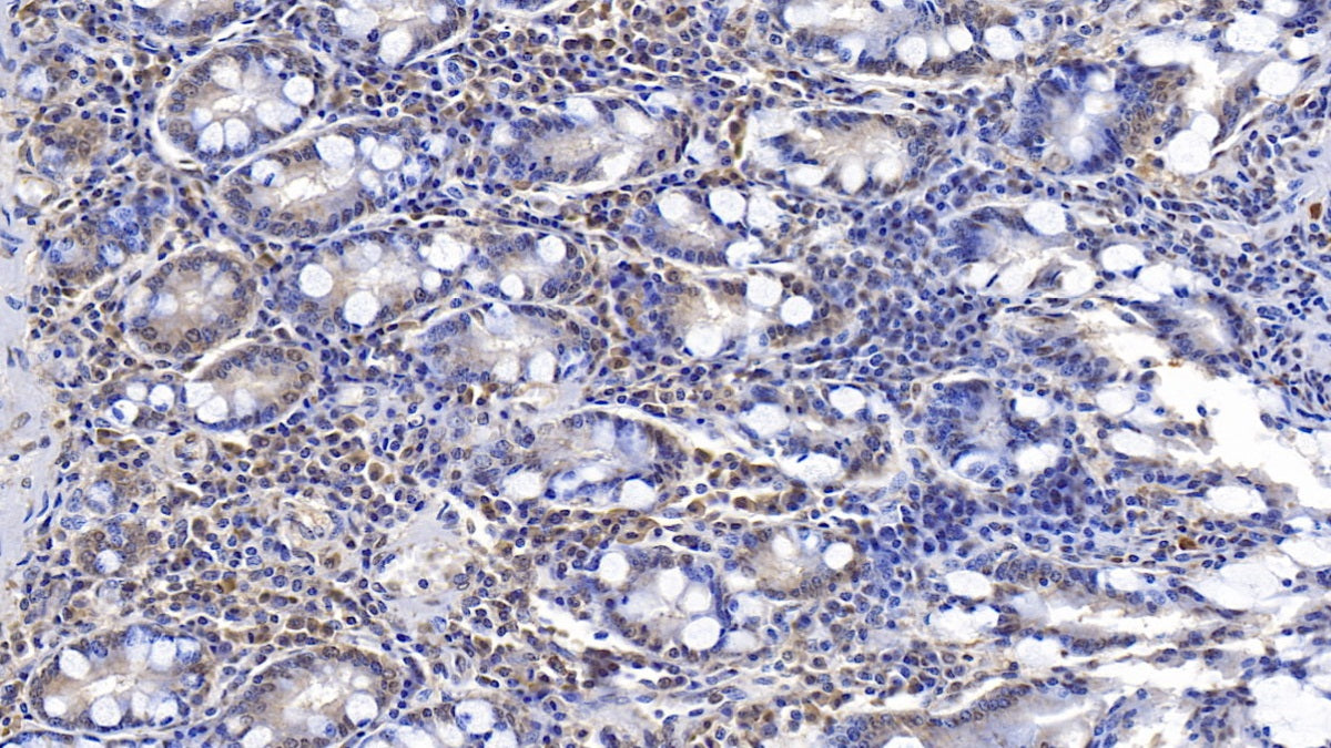 Endoplasmic Reticulum Lipid Raft Associated Protein 2 (ERLIN2) Monoclonal Antibody - image 4
