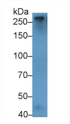Coagulation Factor V (F5) Polyclonal Antibody - image 2
