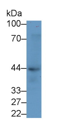 Sialic Acid Binding Ig Like Lectin 8 (SIGLEC8) Monoclonal Antibody - image 2