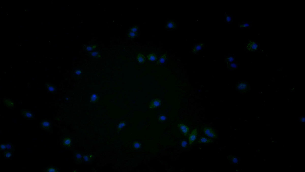Cathepsin D (CTSD) Monoclonal Antibody - image 4