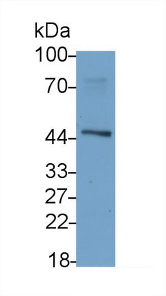 Activin A Receptor Type II A (ACVR2A) Monoclonal Antibody - image 2