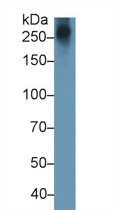 Aggrecan (AGC) Monoclonal Antibody - image 2