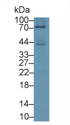 Toll Like Receptor 4 (TLR4) Monoclonal Antibody - image 2