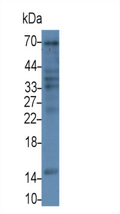 Follicle Stimulating Hormone Beta (FSHb) Monoclonal Antibody - image 2