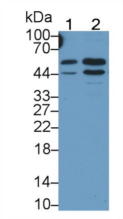 Vascular Endothelial Growth Factor 165 (VEGF165) Monoclonal Antibody - image 2