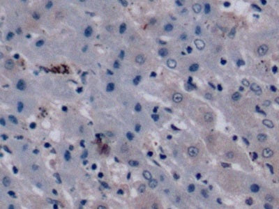 Vascular Endothelial Growth Factor 165 (VEGF165) Monoclonal Antibody - image 4
