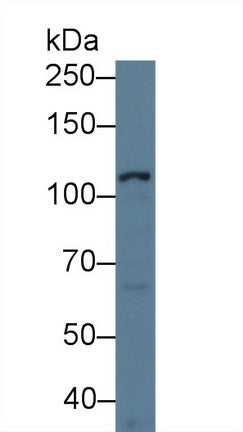 Amyloid Beta Peptide 1-42 (Ab1-42) Monoclonal Antibody - image 2