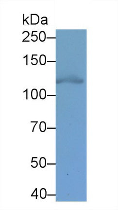 Hypoxia Inducible Factor 1 Alpha (HIF1a) Monoclonal Antibody - image 2