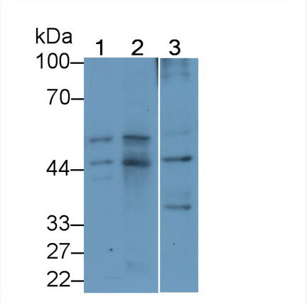 Pigment Epithelium Derived Factor (PEDF) Monoclonal Antibody - image 2