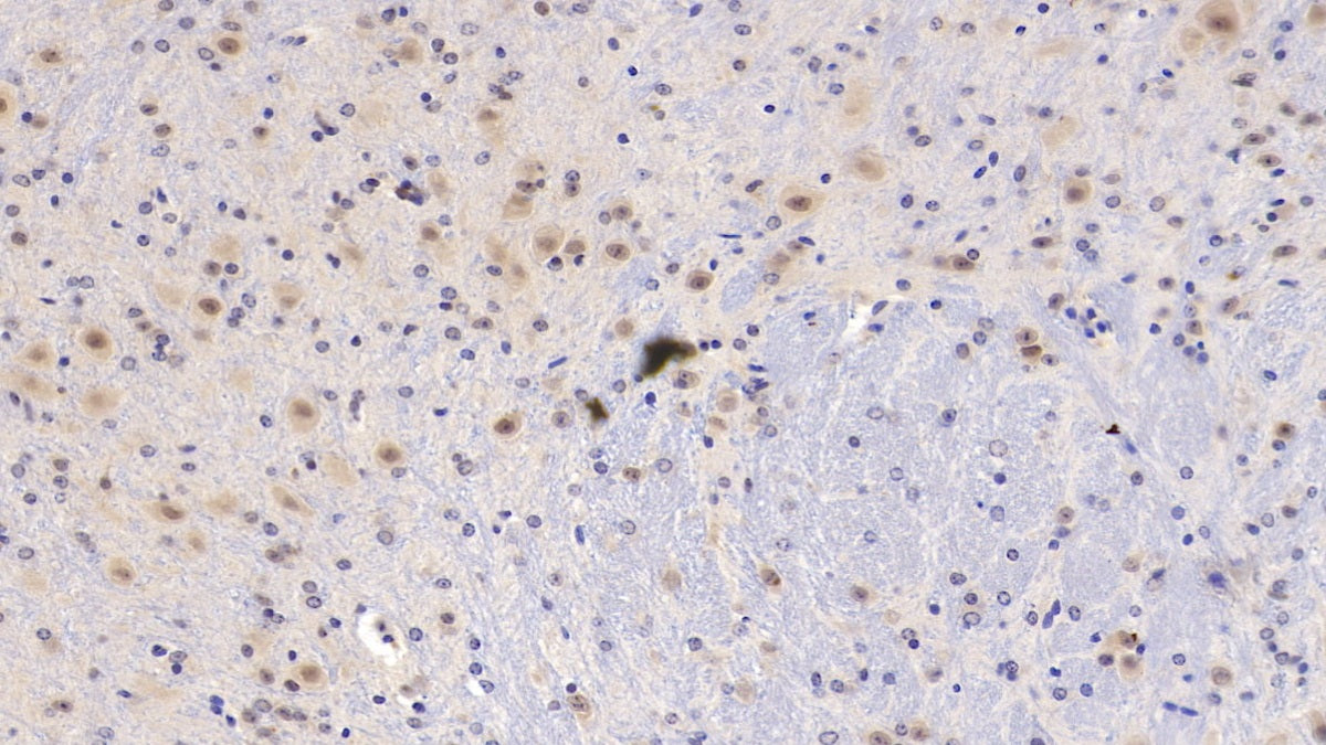 Pigment Epithelium Derived Factor (PEDF) Monoclonal Antibody - image 3