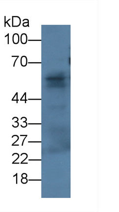 Fibulin 3 (FBLN3) Monoclonal Antibody - image 2