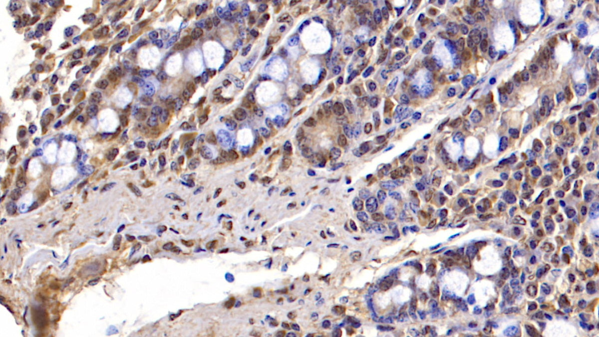 Fibulin 3 (FBLN3) Monoclonal Antibody - image 3