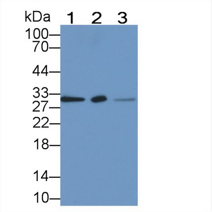 Annexin A3 (ANXA3) Monoclonal Antibody - image 2