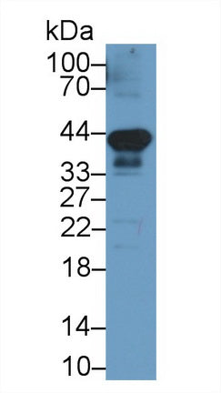 Programmed Cell Death Protein 1 Ligand 1 (PDL1) Monoclonal Antibody - image 2