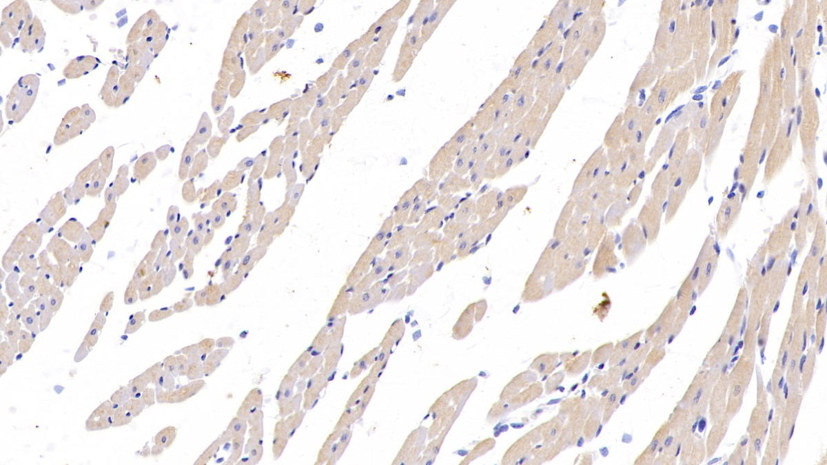 Programmed Cell Death Protein 1 Ligand 1 (PDL1) Monoclonal Antibody - image 3