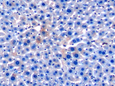 Apolipoprotein C1 (APOC1) Monoclonal Antibody - image 3