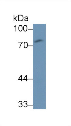 Cluster Of Differentiation 97 (CD97) Monoclonal Antibody - image 2