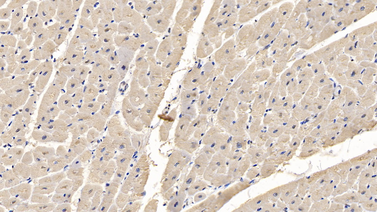 Myosin Heavy Chain 4, Skeletal Muscle (MYH4) Monoclonal Antibody - image 3