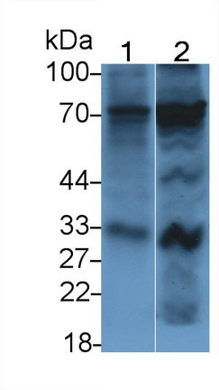 2',5'-Oligoadenylate Synthetase 2 (OAS2) Monoclonal Antibody - image 2