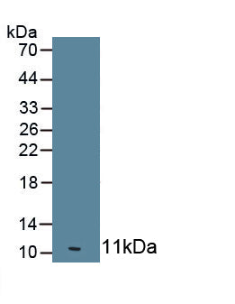2',5'-Oligoadenylate Synthetase 1 (OAS1) Monoclonal Antibody - image 2