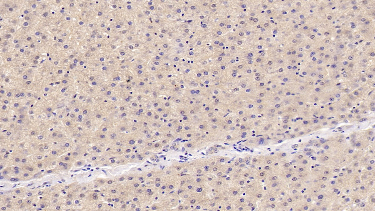 2',5'-Oligoadenylate Synthetase 1 (OAS1) Monoclonal Antibody - image 3